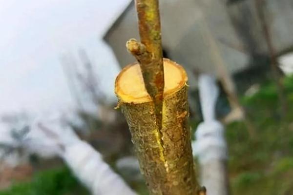 桃树可以嫁接什么树，只能用来嫁接蟠桃树、碧桃树等