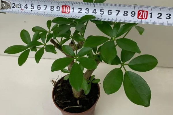 七叶莲能吸甲醛和净化空气吗，效果不是非常明显