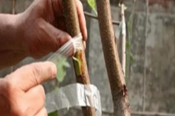 桃树可以嫁接什么树，只能用来嫁接蟠桃树、碧桃树等