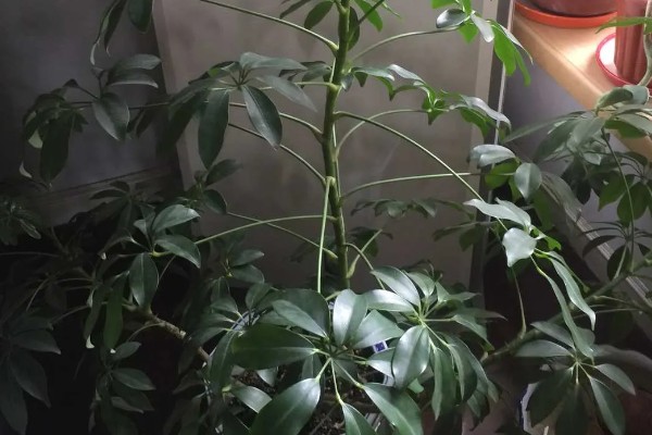 七叶莲能吸甲醛和净化空气吗，效果不是非常明显