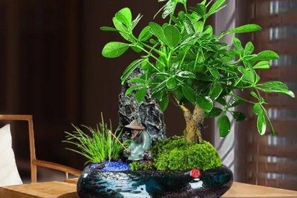 七叶莲能吸甲醛和净化空气吗，效果不是非常明显