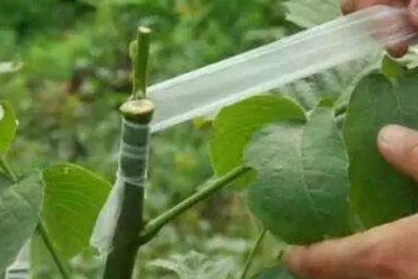 桃树可以嫁接什么树，只能用来嫁接蟠桃树、碧桃树等