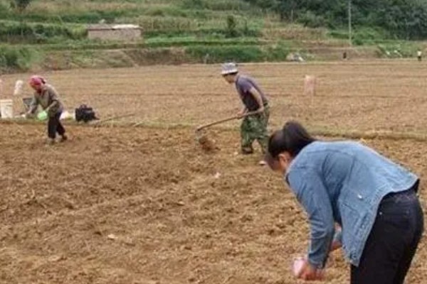 七彩果与人参果的区别，二者是同一种水果只是叫法不同