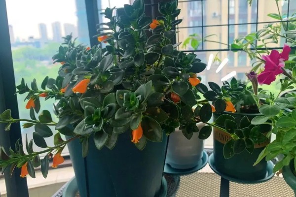 金鱼吊兰何时开花，花期通常在寒冷的冬天