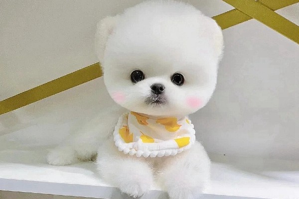 俊介是什么狗，属于哈多利系博美犬