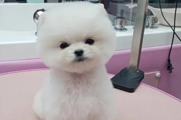 俊介是什么狗，属于哈多利系博美犬