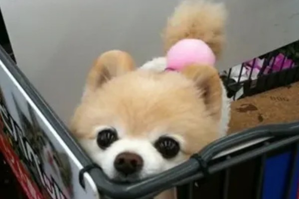 俊介是什么狗，属于哈多利系博美犬