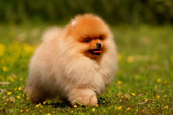 俊介是什么狗，属于哈多利系博美犬