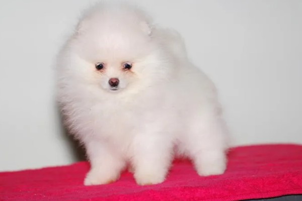 俊介是什么狗，属于哈多利系博美犬