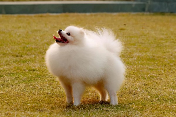 俊介是什么狗，属于哈多利系博美犬