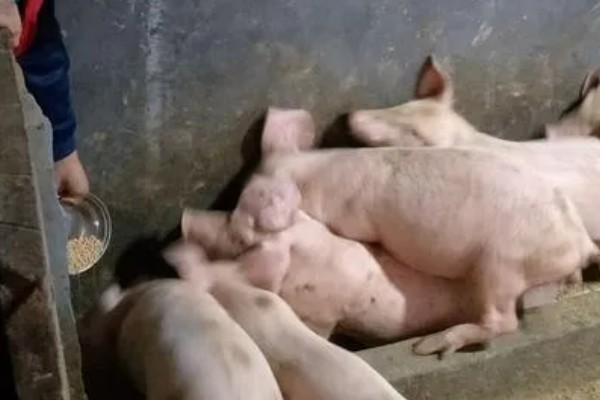 仔猪怎么断奶，以下三种方式可供选择