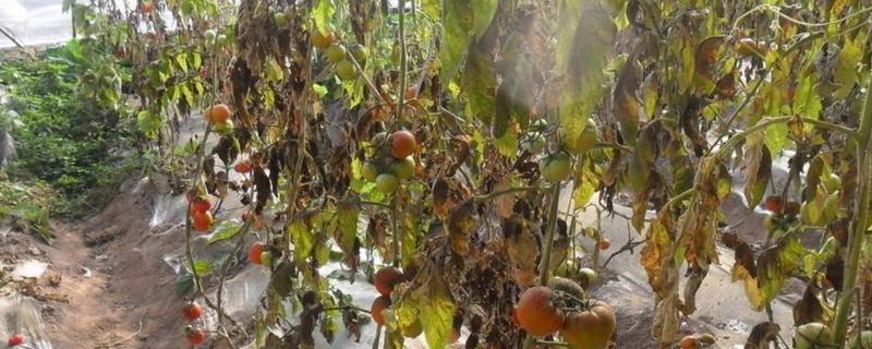 西红柿出现冻害的症状，植株会因冷害叶片失绿