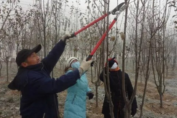 樱花的修剪季节，主要在夏秋季节进行