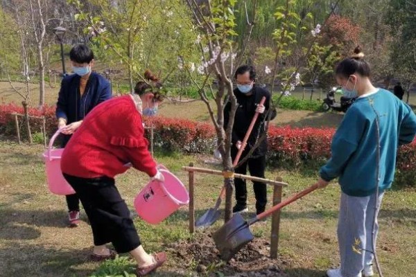 樱花的修剪季节，主要在夏秋季节进行
