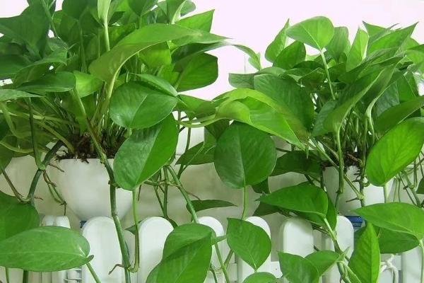 绿萝吊兰简介，是大型常绿藤本植物