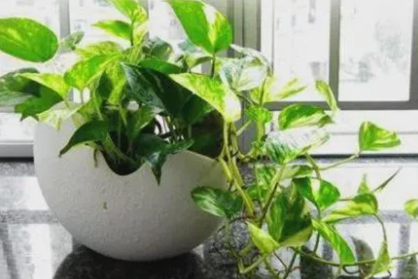 绿萝吊兰简介，是大型常绿藤本植物