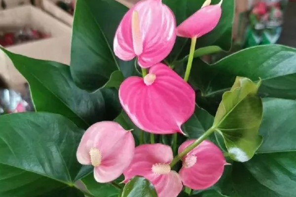 粉掌的花不粉了的原因，可能是缺少光照所致