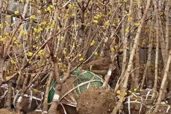 腊梅什么时候移栽，冬春季节都很合适
