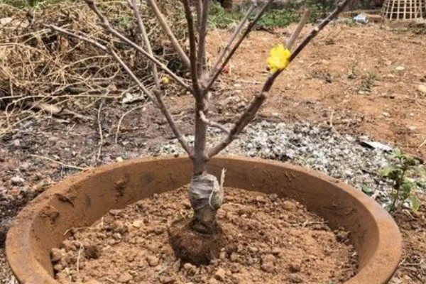 腊梅什么时候移栽，冬春季节都很合适