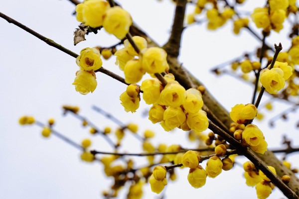腊梅什么时候移栽，冬春季节都很合适