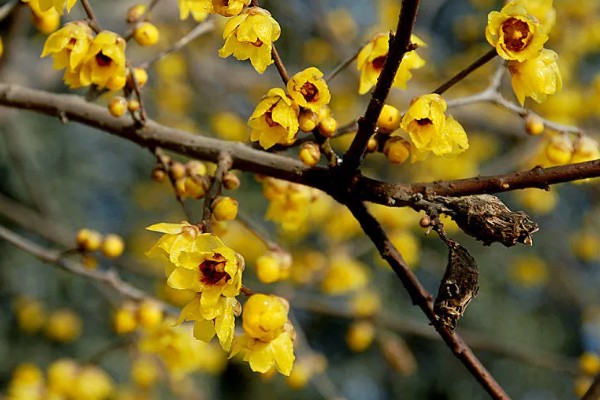 腊梅什么时候移栽，冬春季节都很合适