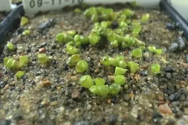 多肉的种植方式，播种后要覆盖细土和薄膜