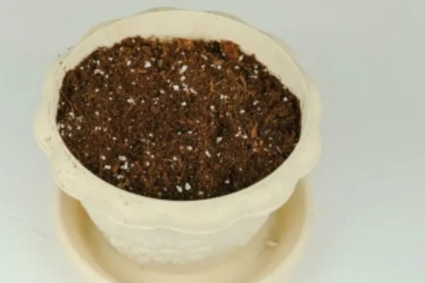 多肉的种植方式，播种后要覆盖细土和薄膜