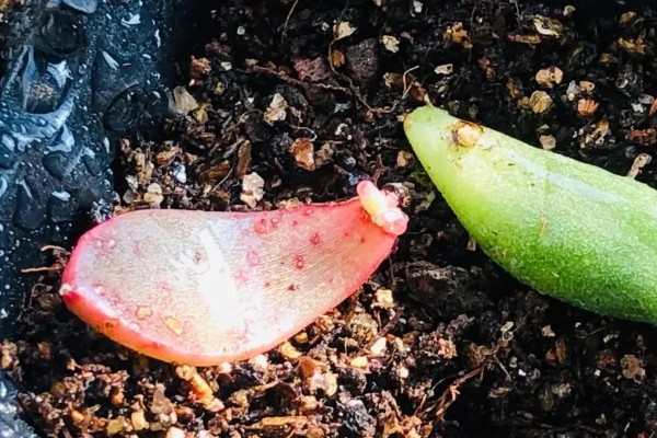 多肉的种植方式，播种后要覆盖细土和薄膜