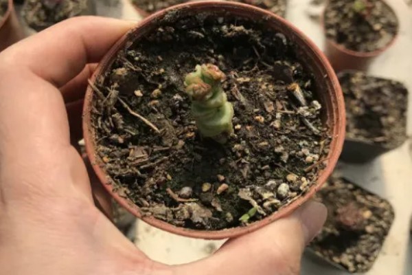 多肉的种植方式，播种后要覆盖细土和薄膜