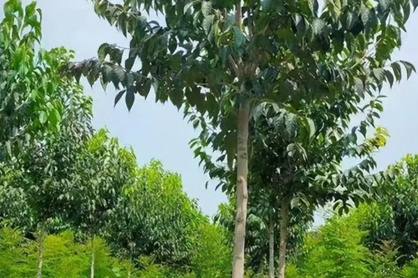 杜仲树的产地，主要分布于甘肃、陕西等地