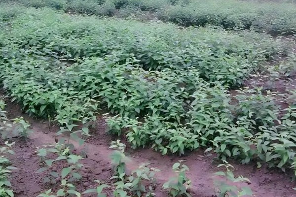 杜仲树的产地，主要分布于甘肃、陕西等地