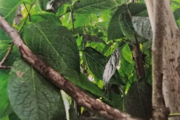 杜仲树的产地，主要分布于甘肃、陕西等地