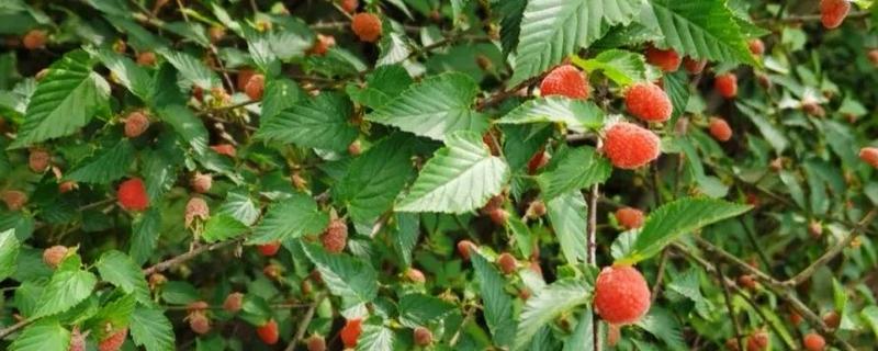 覆盆子与树莓的区别，叶片、茎秆、花朵等方面均不同