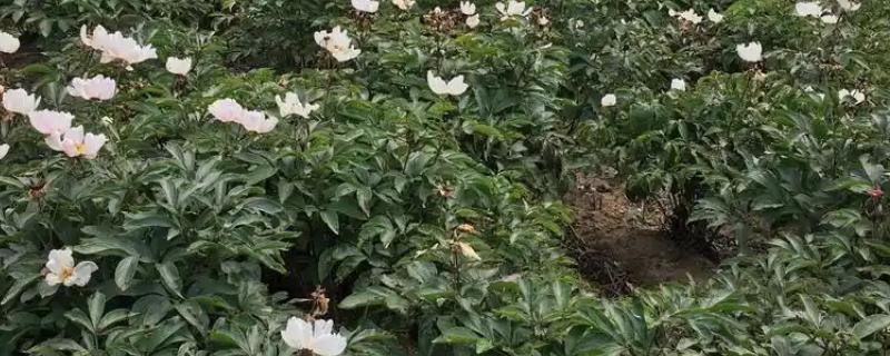 赤芍需要施什么肥，秋季采收后追施有机肥