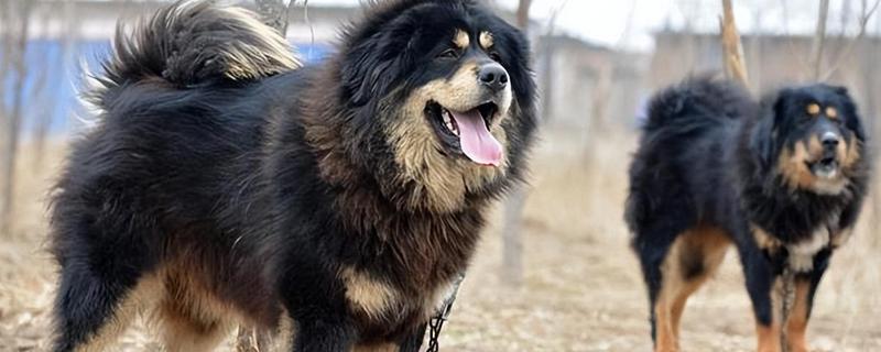 中国有哪些禁犬，常见的有藏獒、德国牧羊犬等