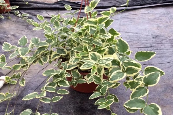 花叶蔓长春如何养殖，生长季节每隔半个月追肥一次