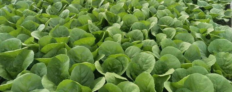 快菜的种植温度与时间，适宜的生长温度为17-20℃