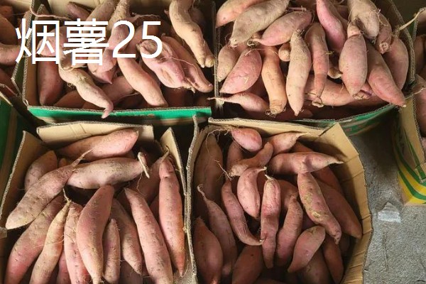 哪些红薯比较好吃，烟薯25、普薯32等品种都有不错的口感