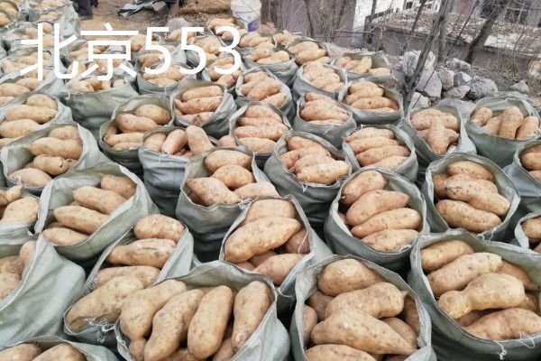 哪些红薯比较好吃，烟薯25、普薯32等品种都有不错的口感
