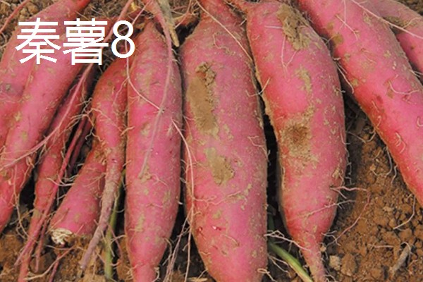 哪些红薯比较好吃，烟薯25、普薯32等品种都有不错的口感