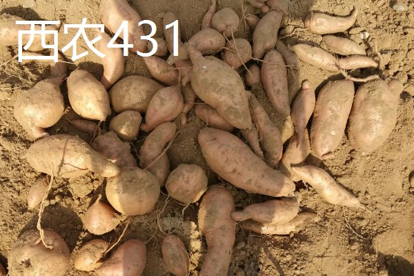 哪些红薯比较好吃，烟薯25、普薯32等品种都有不错的口感