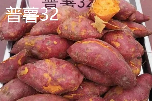 哪些红薯比较好吃，烟薯25、普薯32等品种都有不错的口感