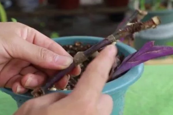 移栽紫罗兰要注意什么，在春秋季节移栽可快速适应环境