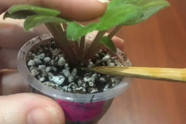 移栽紫罗兰要注意什么，在春秋季节移栽可快速适应环境