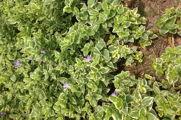 花叶蔓长春如何养殖，生长季节每隔半个月追肥一次