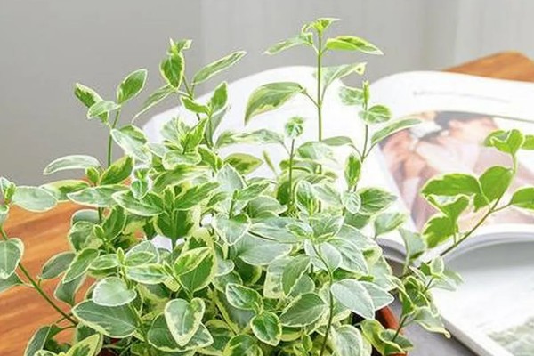 花叶蔓长春如何养殖，生长季节每隔半个月追肥一次