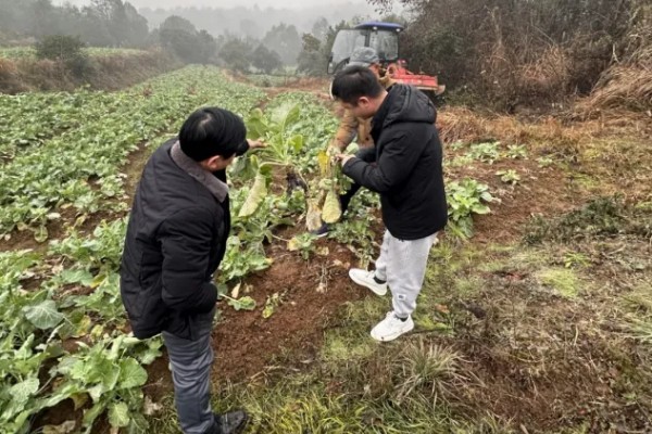 如何防治油菜根肿病，需加强对种子检疫
