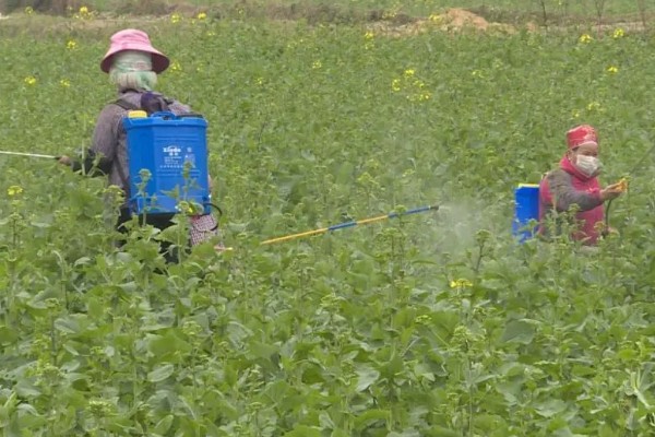 如何防治油菜根肿病，需加强对种子检疫
