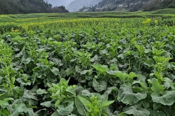 如何防治油菜根肿病，需加强对种子检疫