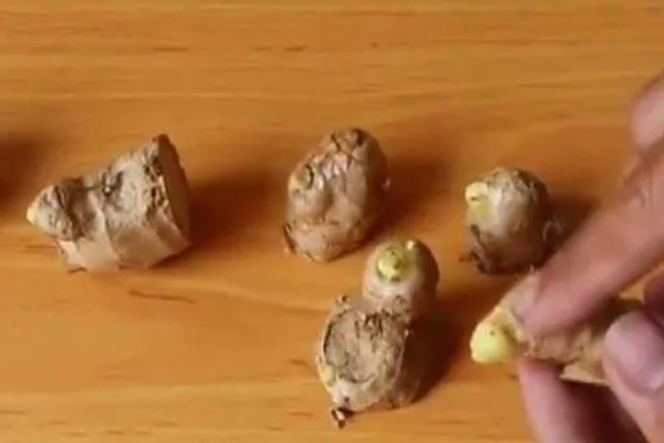 种姜如何巧选，可选单个重100-150克的作为种姜